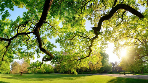 Bando di Gara per Affidamento Del Servizio Di Manutenzione Del Verde Pubblico Nel Territorio Comunale Triennio 2026/2029.